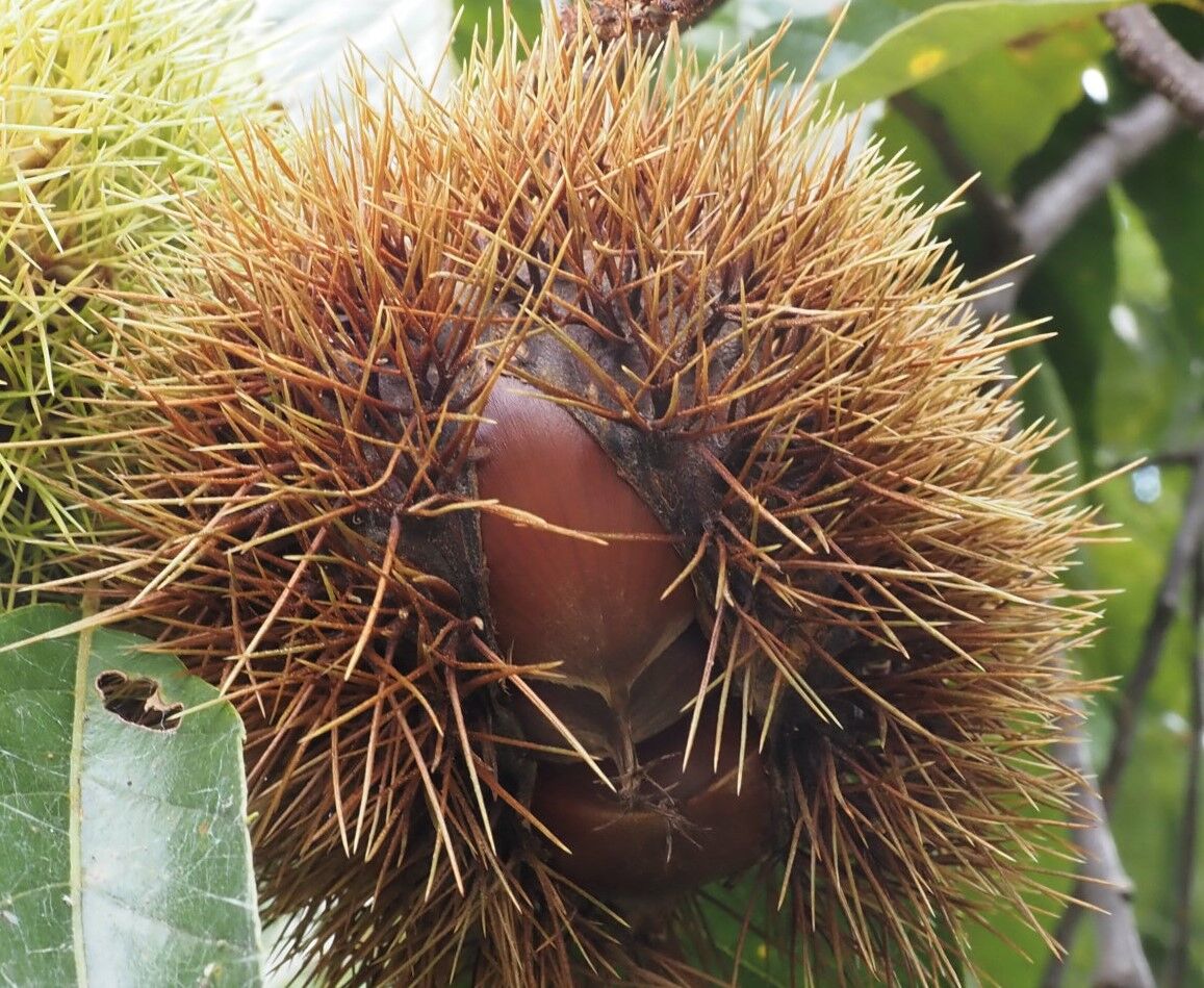 オマケ編 ほのぼの ふるさと公園:秋の味覚の代表は栗の実 もうすぐ食べ頃 : 丹沢z3の気まぐれブログ