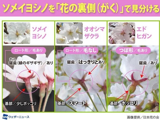 桜の品種１