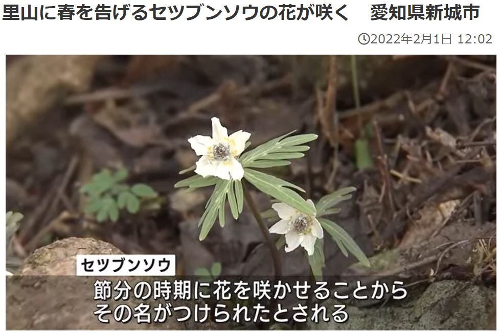 名前も良し 別名 春の妖精 貴重な節分草が花開く 丹沢ｚ３の気まぐれブログ