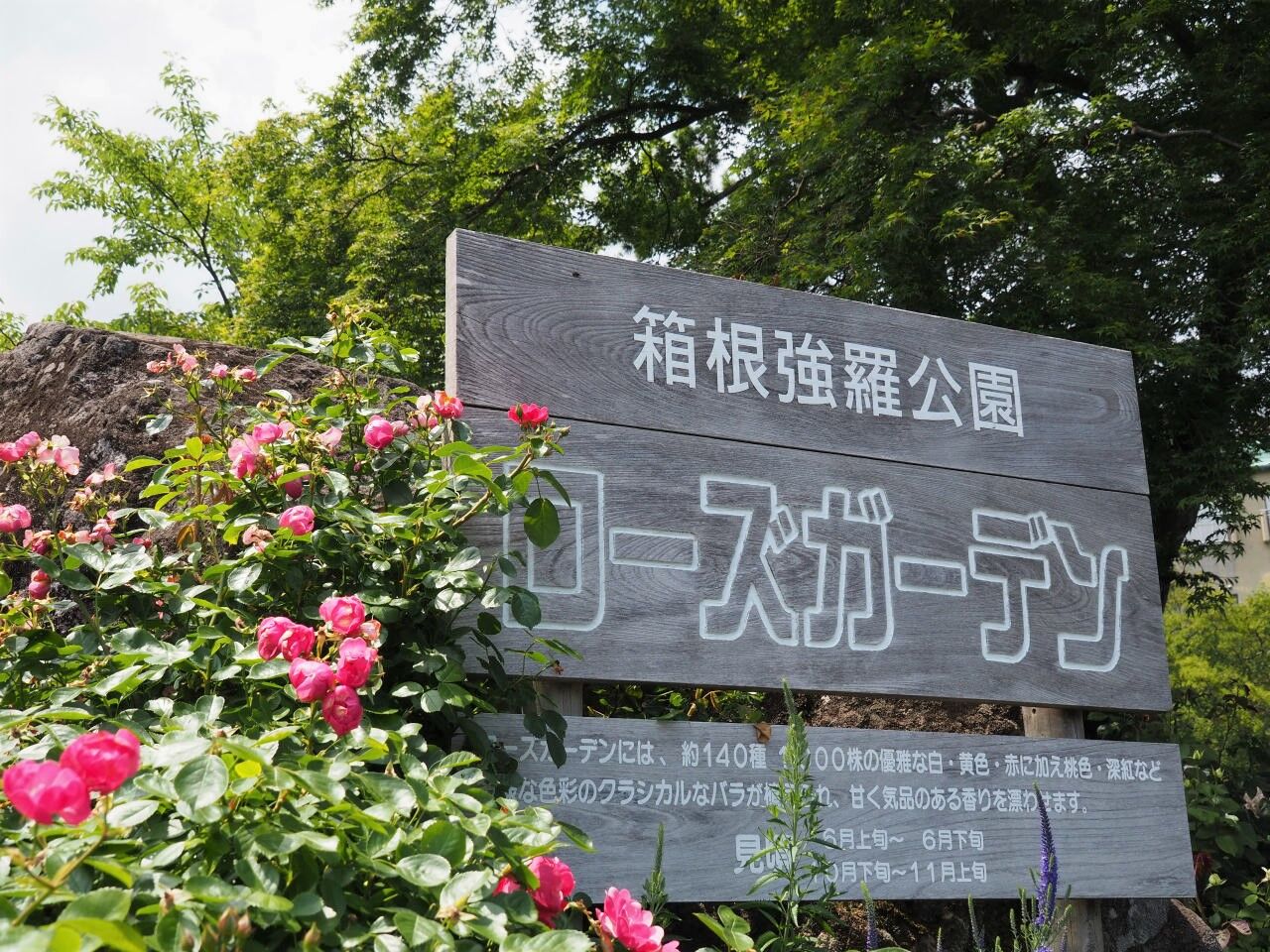 箱根 強羅公園 バラ園は思いがけなく見頃でラッキー 丹沢ｚ３の気まぐれブログ