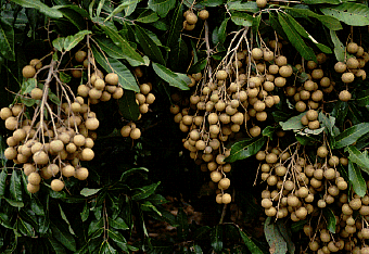 longan1[1]