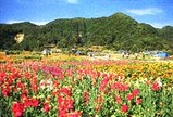 はなうらない