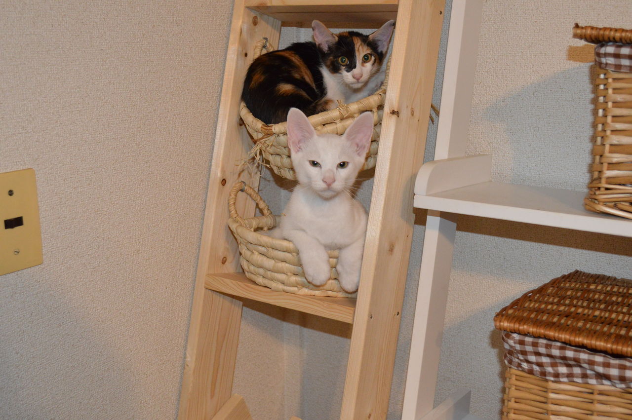 自作キャットタワー こっそり堂ｗ