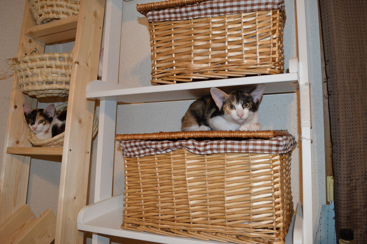 自作キャットタワー こっそり堂ｗ