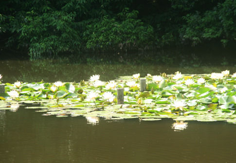 suiren6