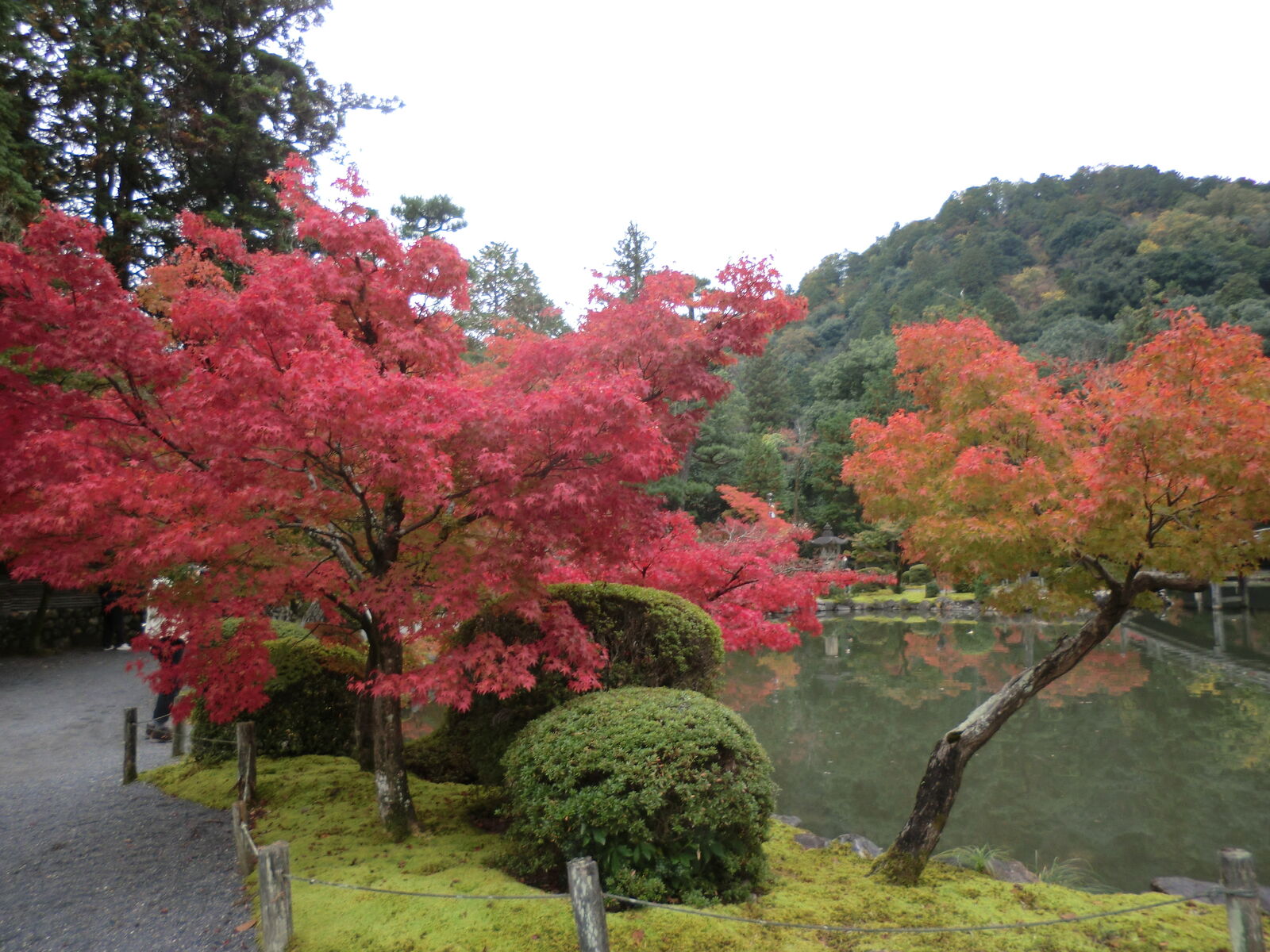 11月7日 多治見市 永保寺紅葉 Abc24一宮初心者ひろば