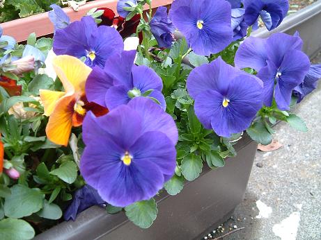 春の花 写真 イラスト 絵手紙