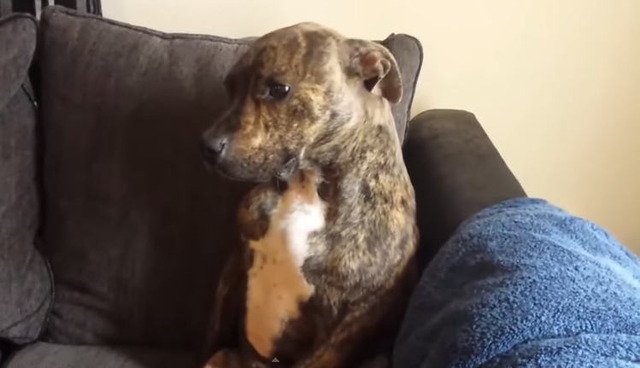 真面目に反省するイヌが可愛いww