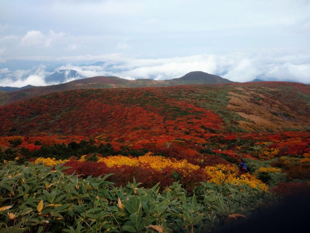 紅葉栗駒産山そしてエールフェスタ 阿部健吉商店 工房ブログ