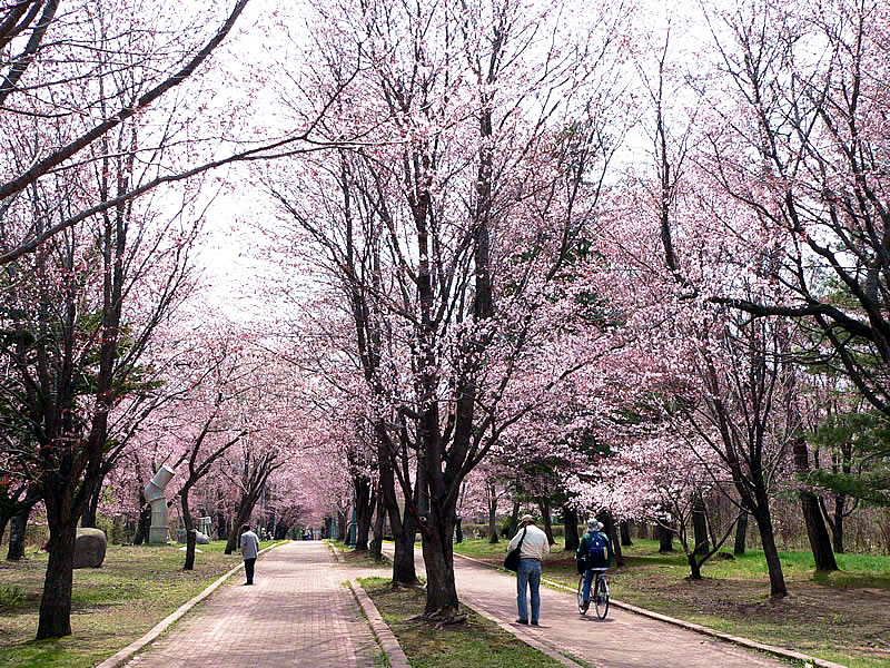 帯広桜祭り情報 北海道 旅行 移住計画 北海道 旅行 移住計画 北海道を愛す人へ 帯広桜祭り情報 北海道 旅行 移住計画 北海道 旅行 移住計画 北海道を愛す人へ