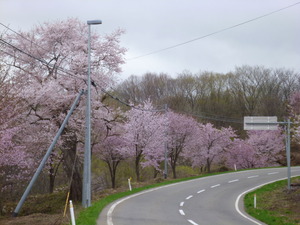 050204