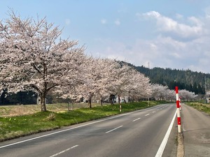 20250425桜1