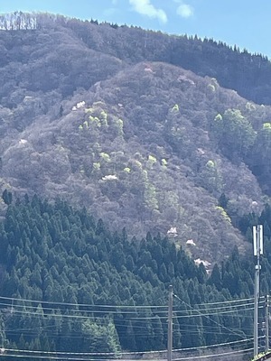 20250425山桜
