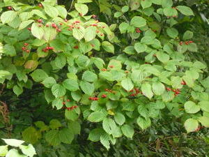 ���ޤ���