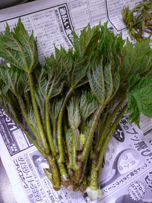 �������׎Ɏ�