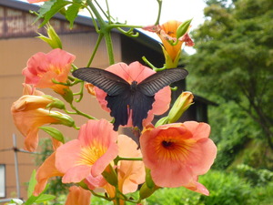 ���������ϣ���