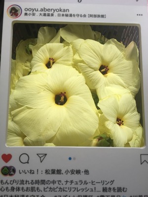 2020花オクラ