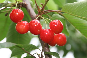 ���������ڣ�