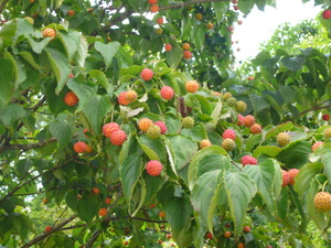 ��˹�Ҽ£���