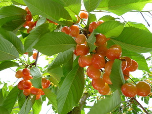 �������ܣ���