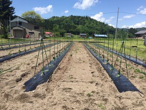 ���������ػҿ���1