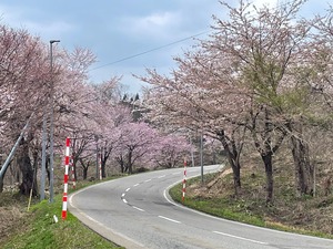 20250425桜3