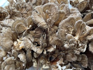 20241002����1