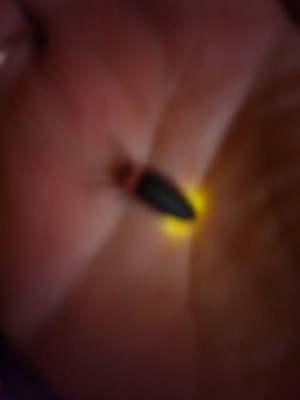 �ۤ��룰��