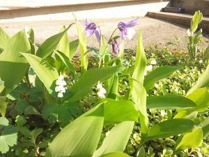 �����ޤ����������