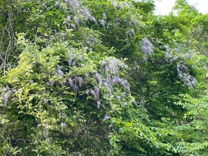 IMG_8855