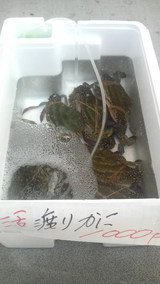 マルシェ わたりがに