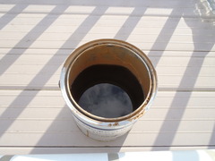 藻