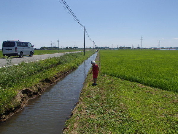 石巻　ザリガニ釣り