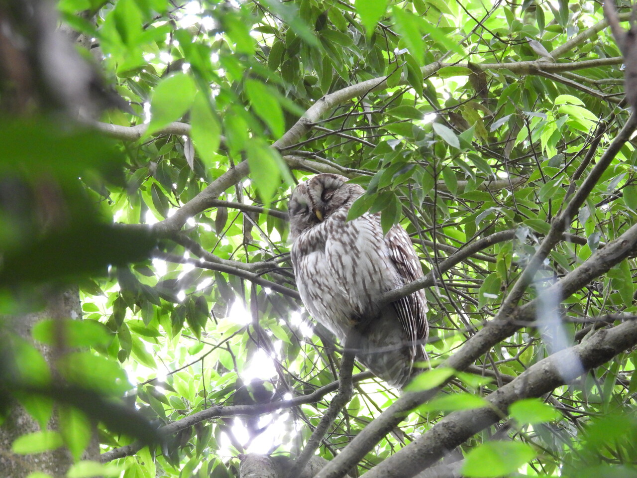 遠征】成田の野鳥観察 ﾌｸﾛｳ、ﾓﾓｲﾛﾍﾟﾘｶﾝ、ｳｸﾞｲｽ?(声だけ) : 手賀沼