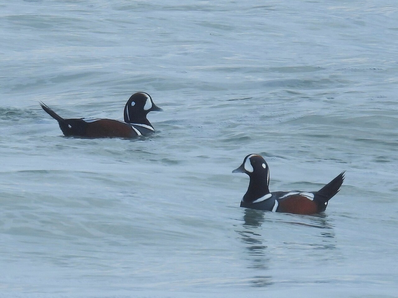 シノリガモの剥製 鴨 鳩 シノリガモの剥製 鴨 鳩 【公式通販】