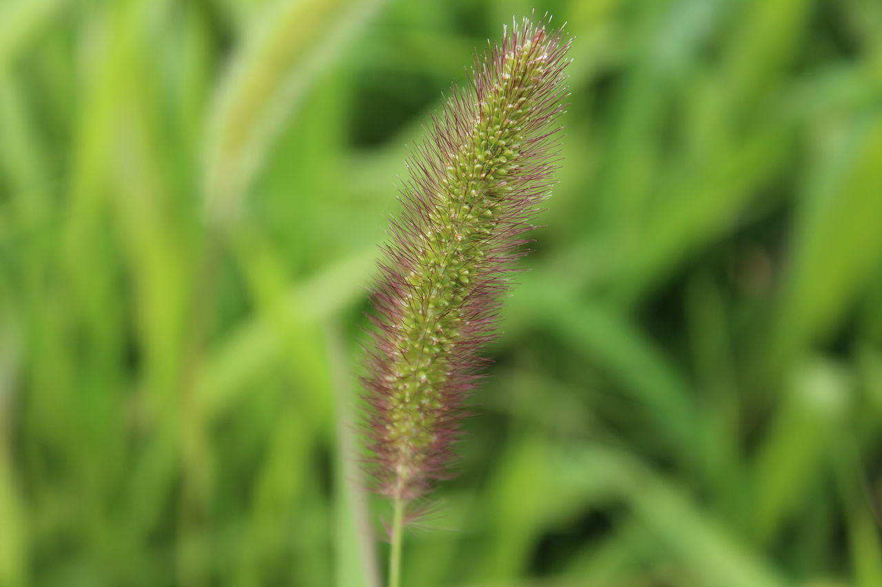 紫狗尾草 ムラサキエノコログサ そこらへんの花 見沼田んぼ周辺の四季