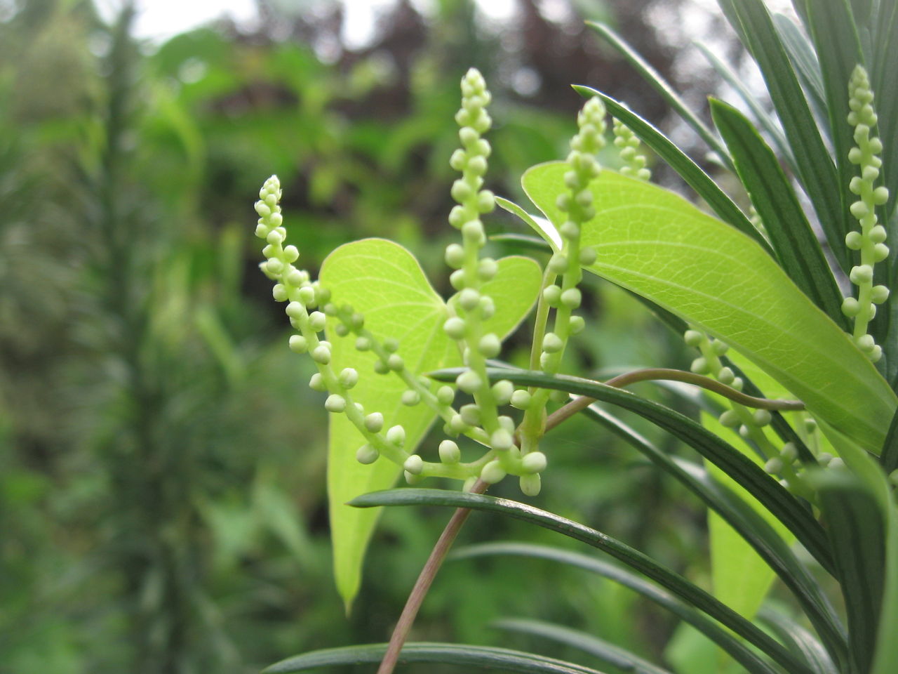 自然薯 ヤマノイモ そこらへんの花 見沼田んぼ周辺の四季