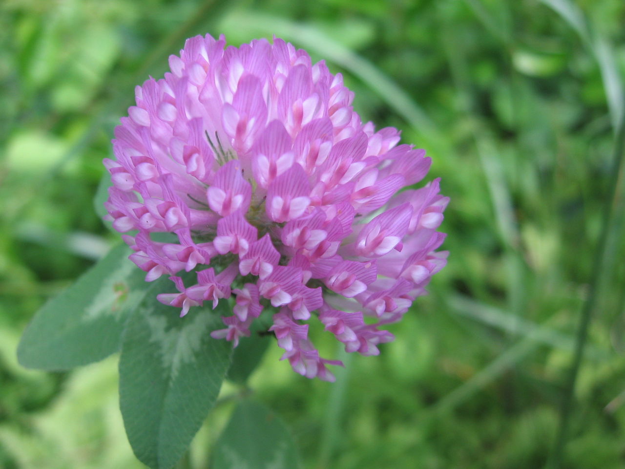 紫詰草 ムラサキツメクサ そこらへんの花 見沼田んぼ周辺の四季
