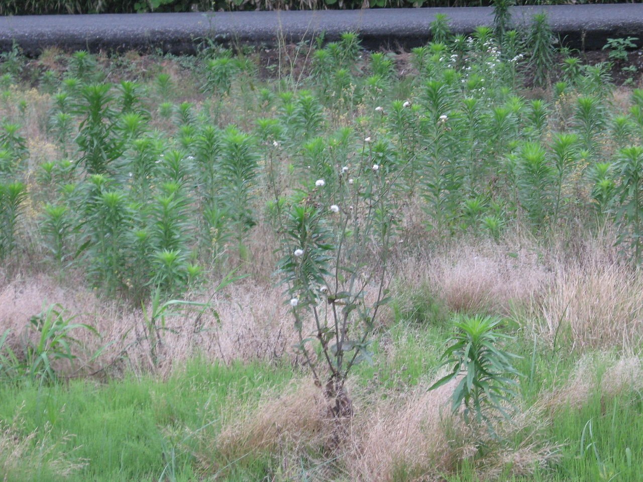 そこらへんの花 見沼田んぼ周辺の四季