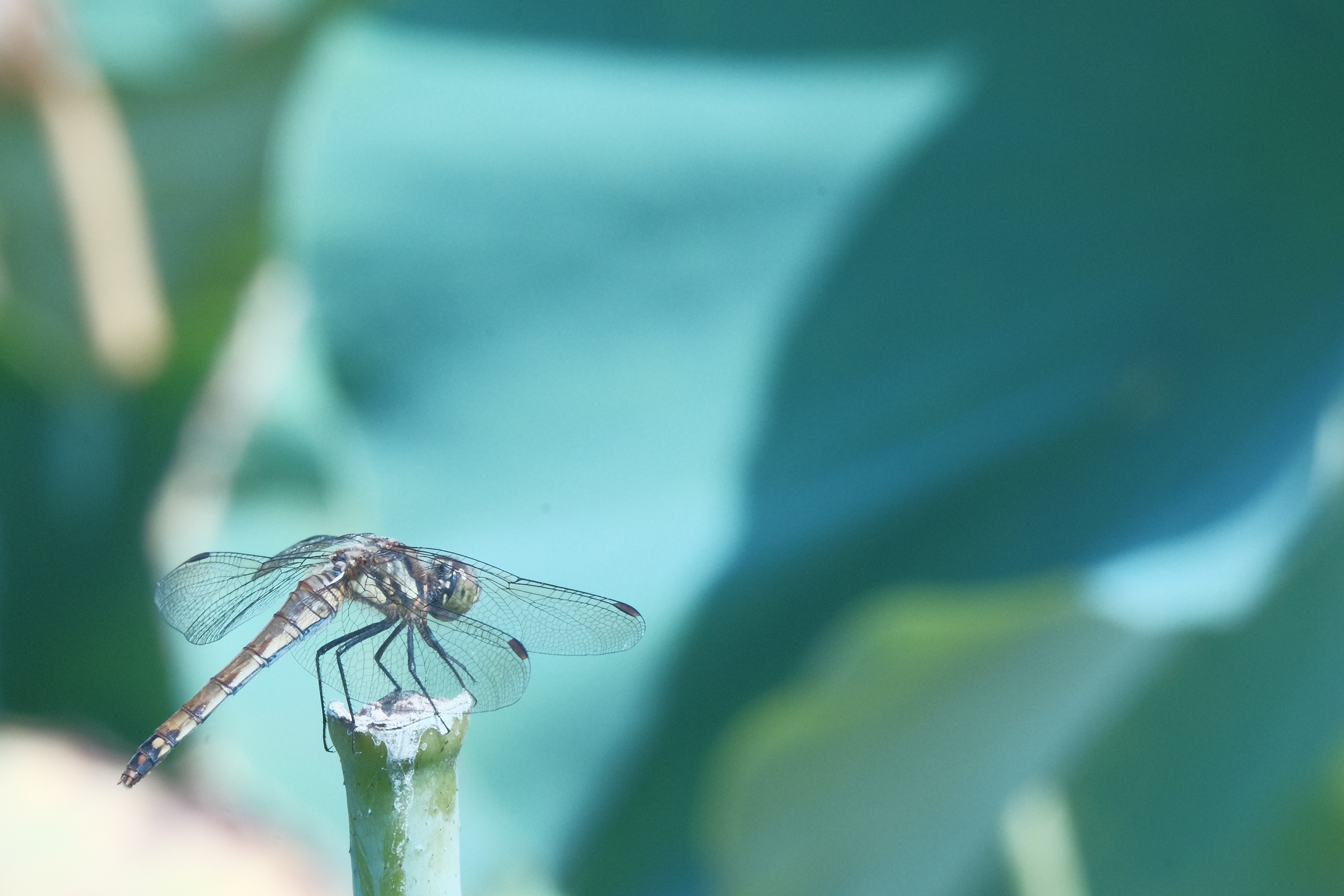 xマウント Xc50 230mm は軽い 引き寄せられる わりと綺麗 Abeshi S Snapshots V3 7 Fujifilm X T30 Sony riv siii xマウント Xc50 230mm は軽い 引き寄せられる わりと綺麗 Abeshi S Snapshots V3 7 Fujifilm X T30 Sony riv siii