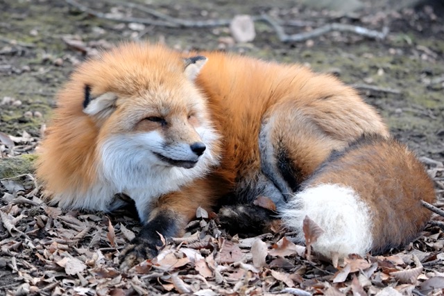 X-T5 and α7RV: AF Check 3、キツネに試す（FOX FOUND） : abeshi's