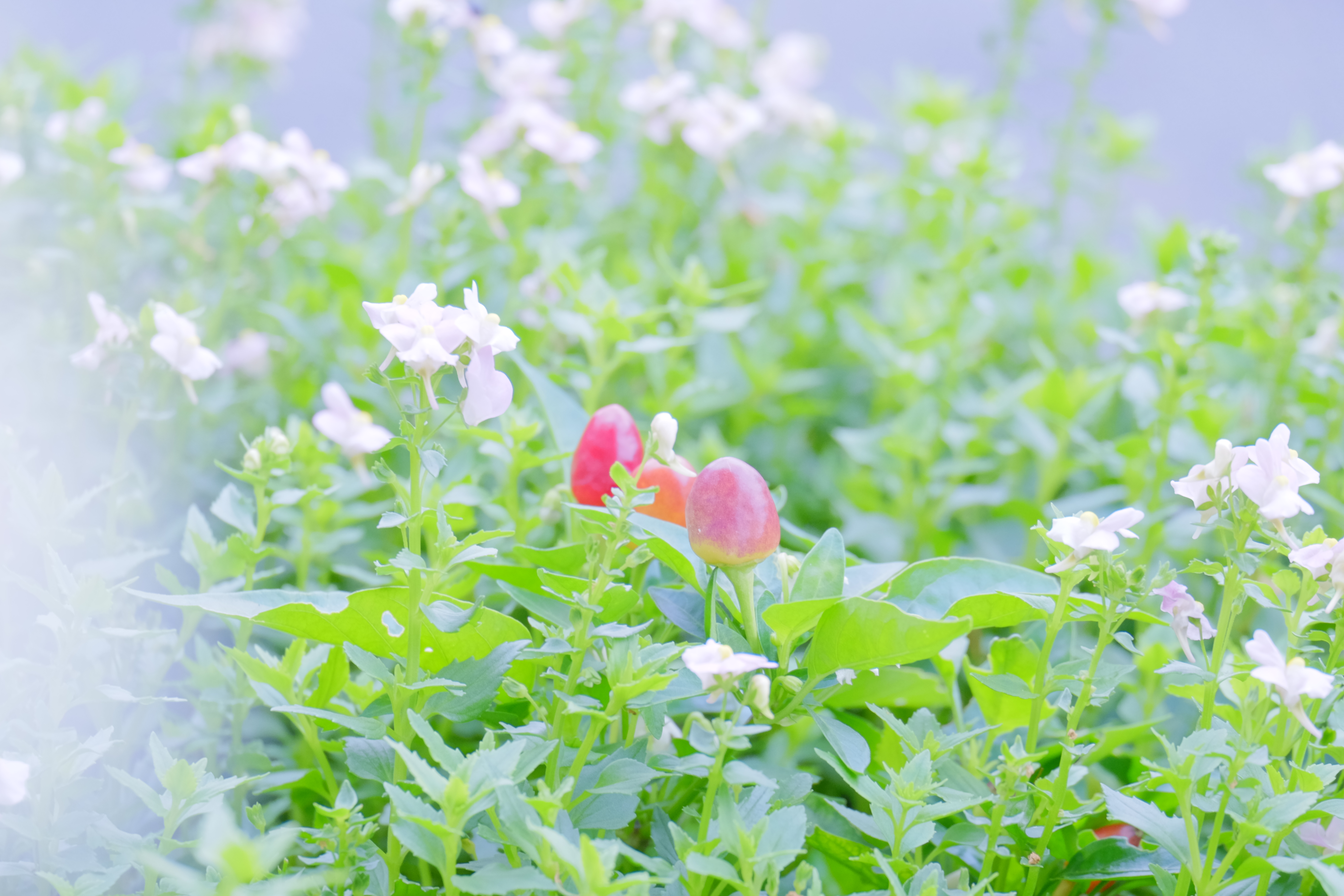 X T10 Astiaでハイキーなエアリーを意識した写真を撮る 続 Abeshi S Snapshots V3 7 Fujifilm X T30 Sony riv siii X T10 Astiaでハイキーなエアリーを意識した写真を撮る 続 Abeshi S Snapshots V3 7 Fujifilm X T30 Sony riv siii