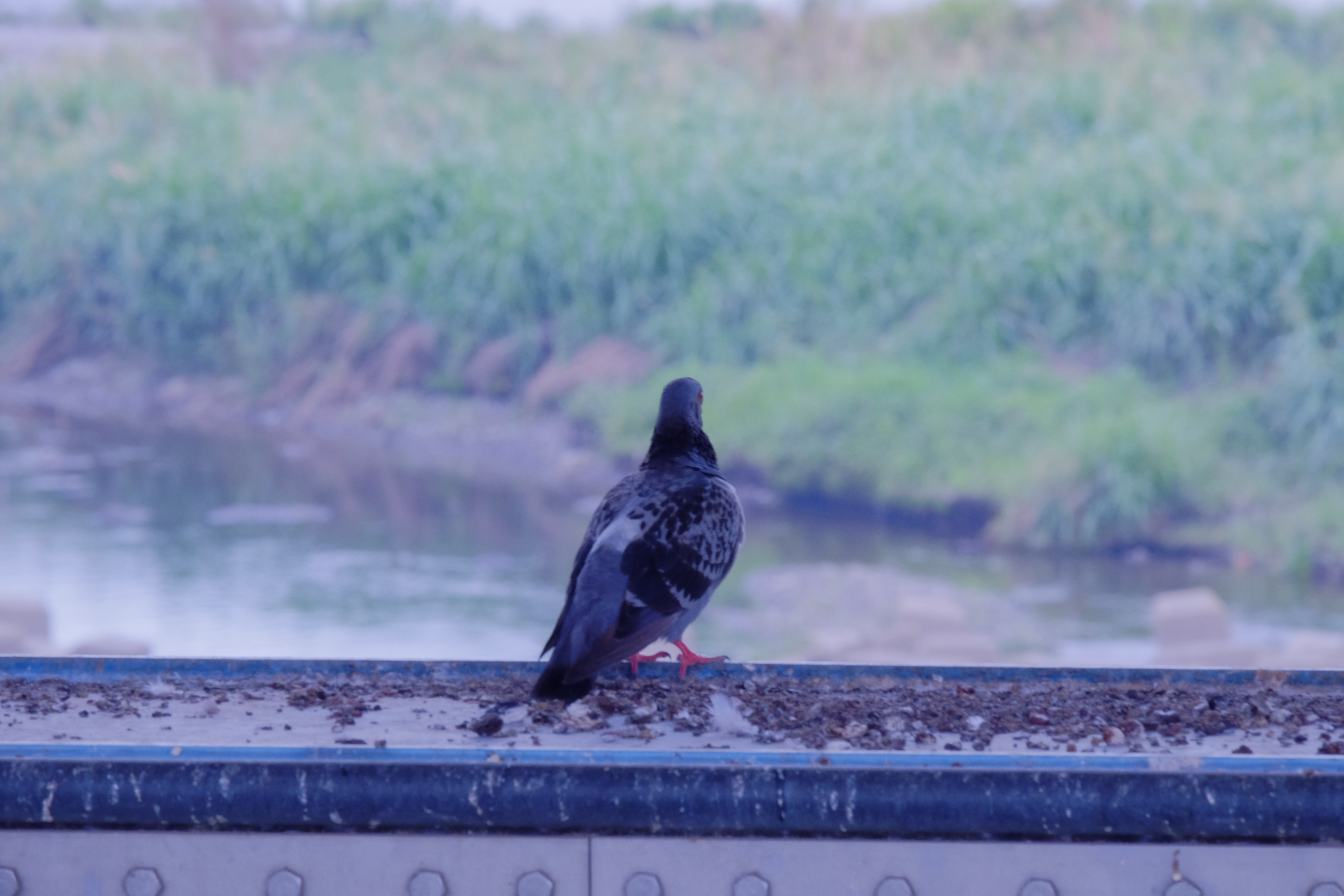 xマウント Xc50 230mm は軽い 引き寄せられる わりと綺麗 Abeshi S Snapshots V3 7 Fujifilm X T30 Sony riv siii xマウント Xc50 230mm は軽い 引き寄せられる わりと綺麗 Abeshi S Snapshots V3 7 Fujifilm X T30 Sony riv siii