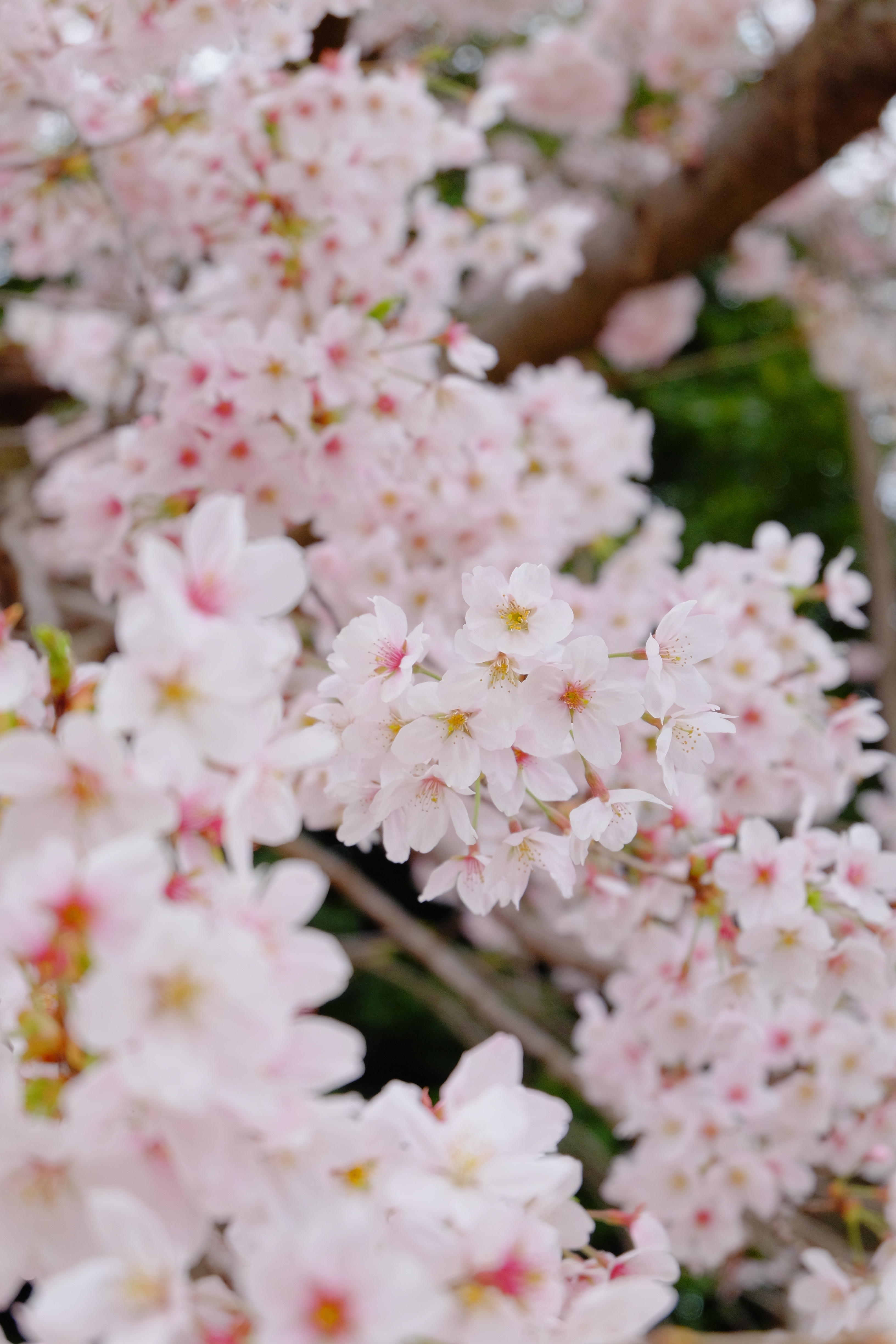 X T10 ４月の関東は桜の季節 ４ 北本の蒲ザクラ Abeshi S Snapshots V3 7 Fujifilm X T30 Sony riv siii