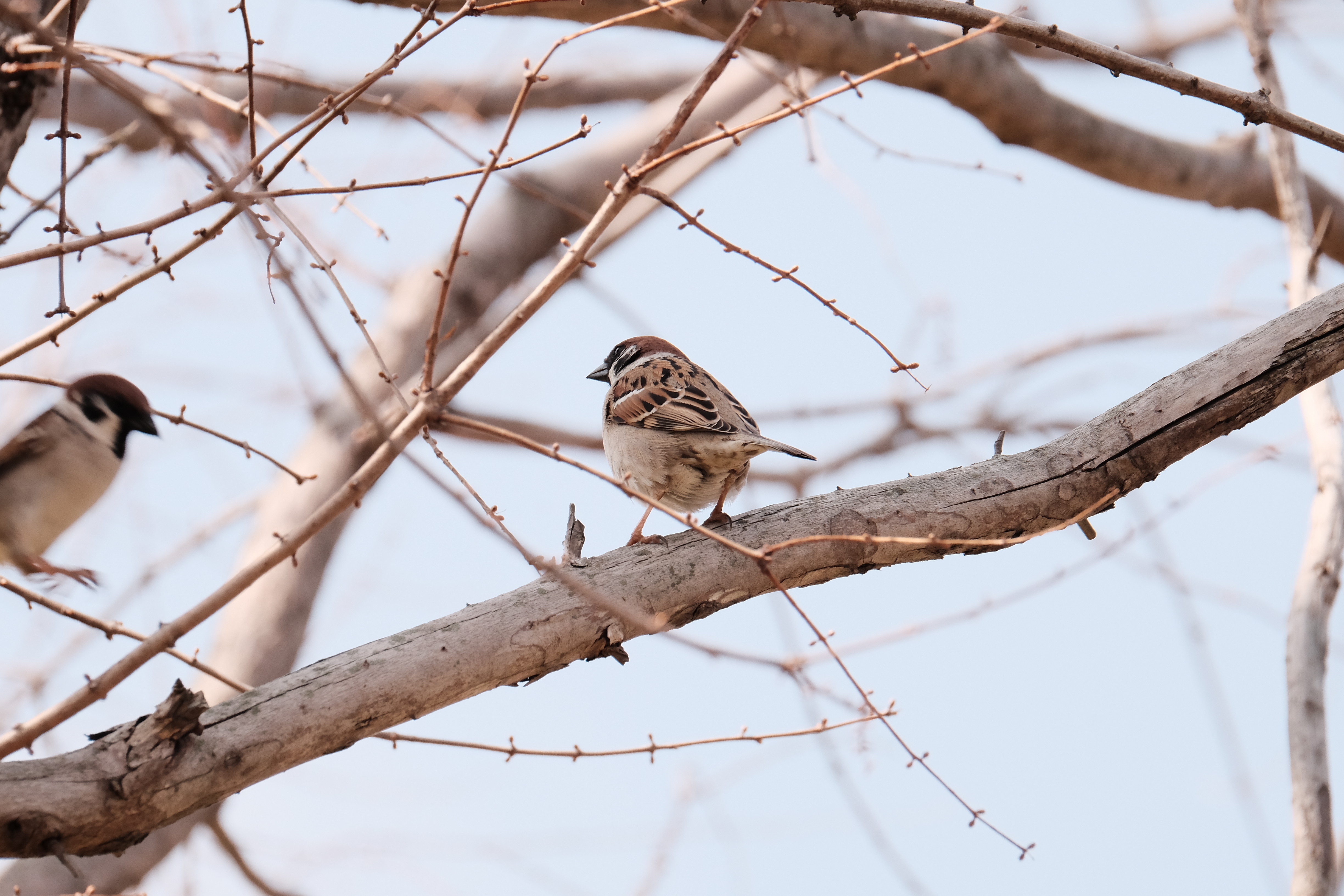 X-T10: XF100-400mm 鳥さんを追う〜その6・・・スズメでちゅん