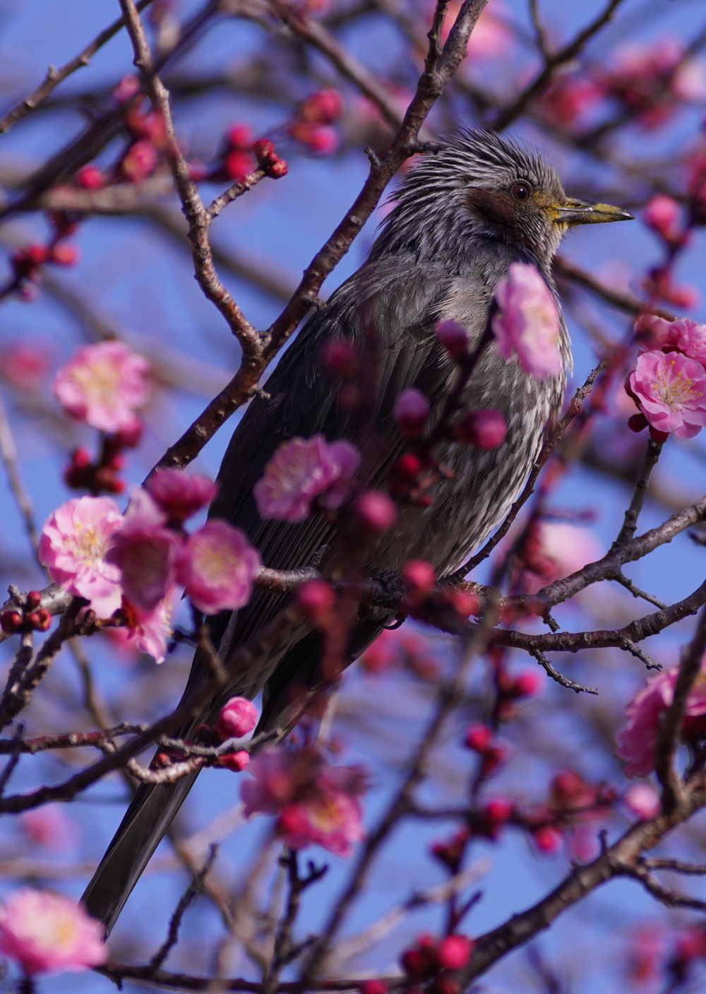 A7R4 野鳥05206_uped1000w
