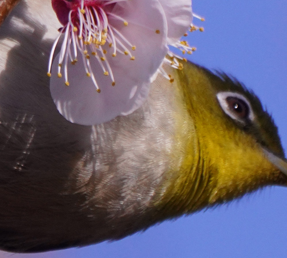 A7R4 野鳥05122_uped1000x900-BURE