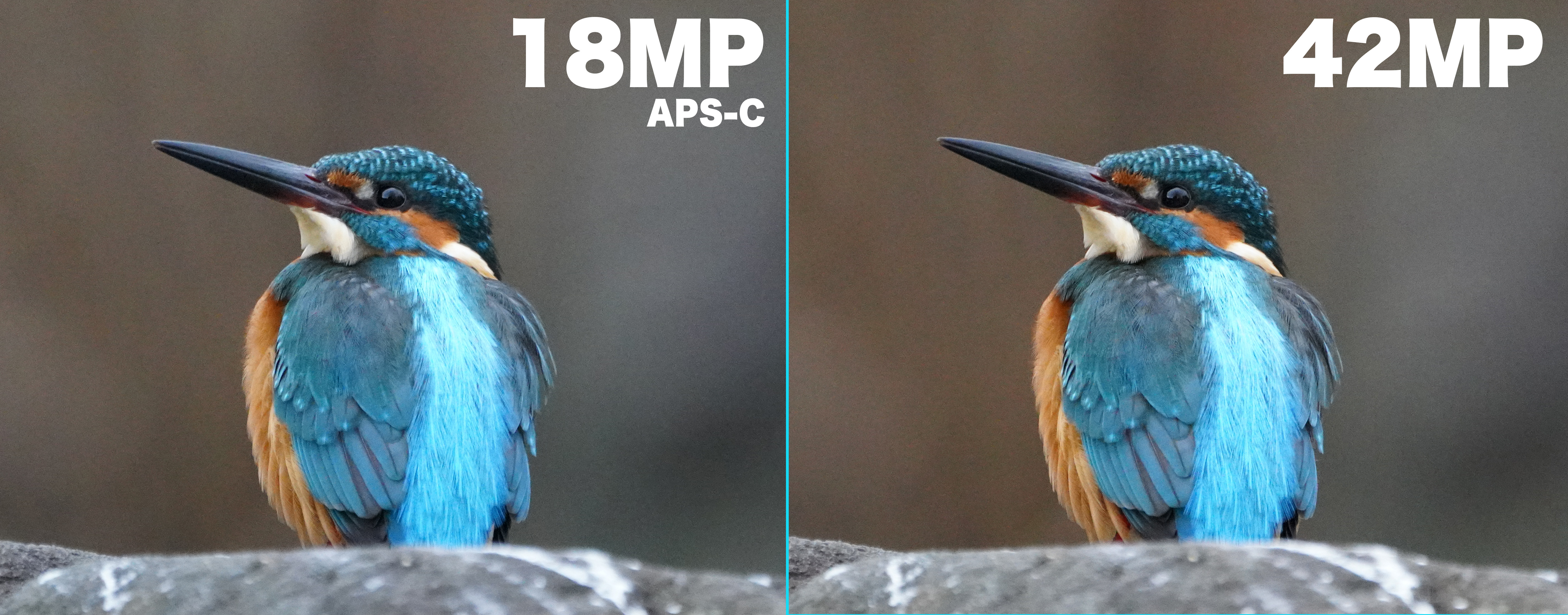 写真を見て下さい α7R3: とり初めてチェック（2）APS-Cモードのチェック