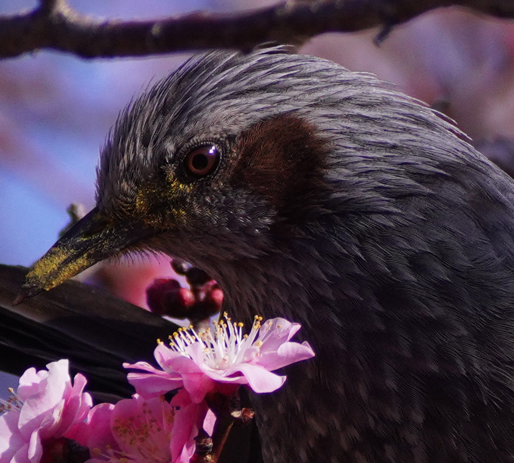 A7R4 野鳥05169_uped1000x900