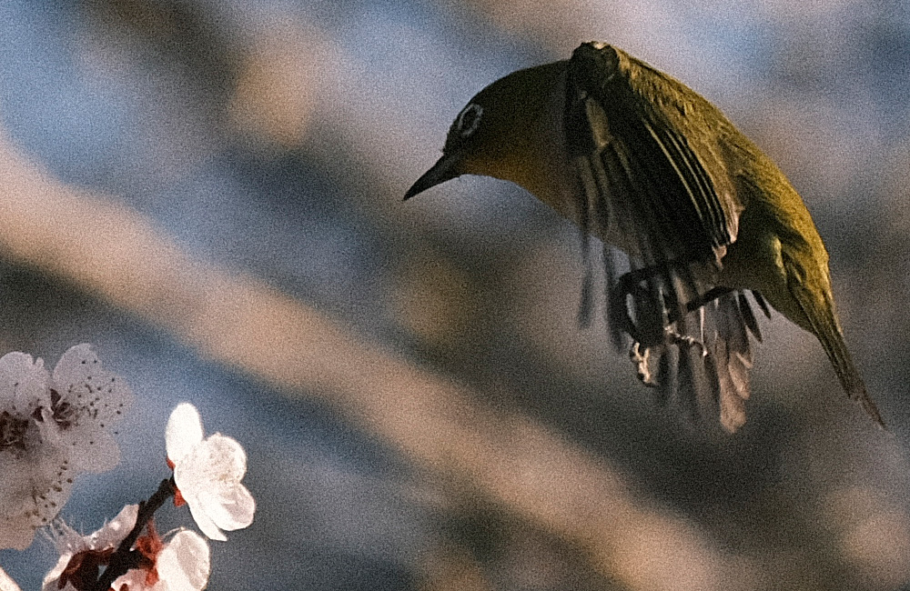 X-Pro3 メジロ1917_UPED1000x650